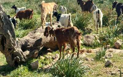 Wycieczka z Limassol do wąwozu Avakas Kanyon Mini Marathon